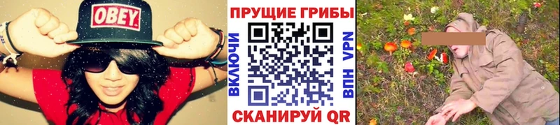 Галлюциногенные грибы Psilocybe  Купить закладки  Курильск 